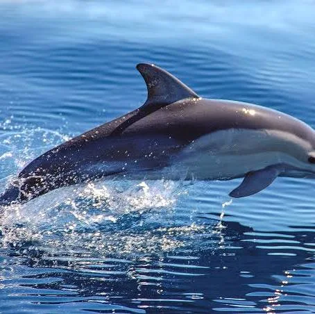 делфин
