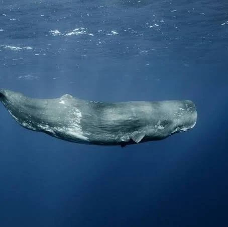 кашалот