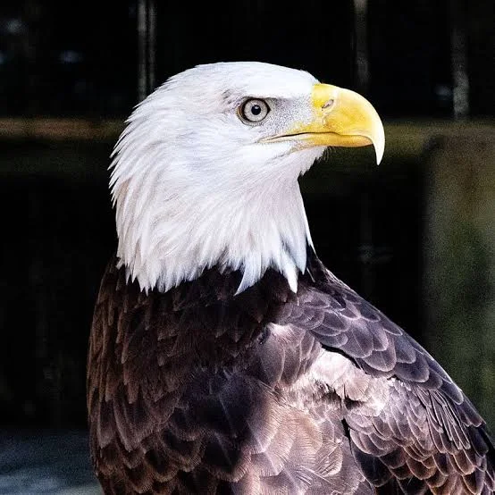 белоглав орел